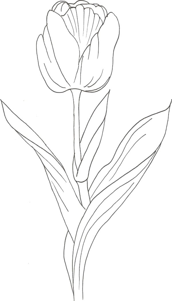 Tulipano disegno gratuito da scaricare